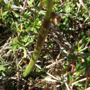 Microtis sp. at Burra, NSW - suppressed