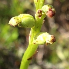 Microtis sp. at Burra, NSW - suppressed