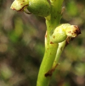 Microtis sp. at Burra, NSW - suppressed