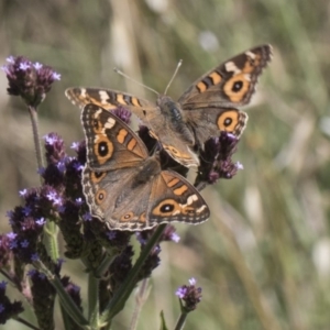 Junonia villida at Latham, ACT - 15 Feb 2019