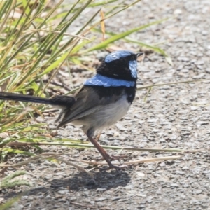 Malurus cyaneus at Latham, ACT - 15 Feb 2019