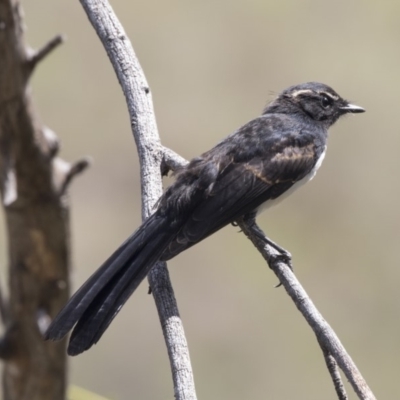 Rhipidura leucophrys (Willie Wagtail) at Latham, ACT - 15 Feb 2019 by Alison Milton