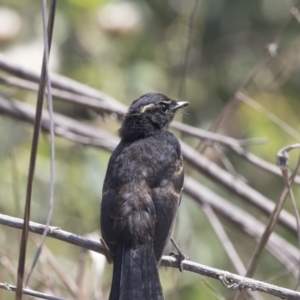 Rhipidura leucophrys at Latham, ACT - 15 Feb 2019 02:19 PM