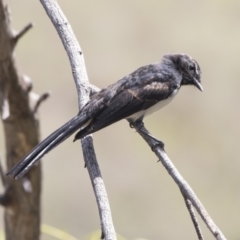 Rhipidura leucophrys at Latham, ACT - 15 Feb 2019 02:19 PM