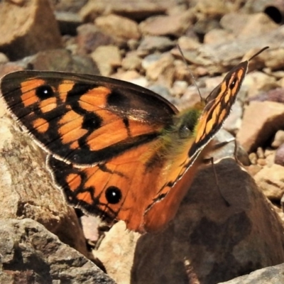 Heteronympha penelope (Shouldered Brown) at Cotter River, ACT - 15 Feb 2019 by JohnBundock