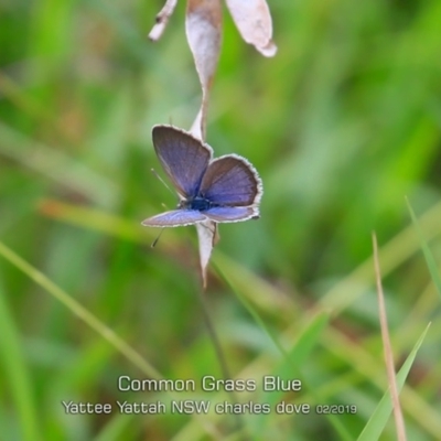 Zizina otis (Common Grass-Blue) at Yatte Yattah, NSW - 7 Feb 2019 by Charles Dove