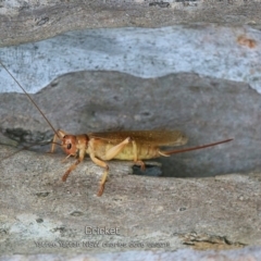 Gryllacrididae (family) (Unidentified Raspy Cricket) at Yatte Yattah, NSW - 7 Feb 2019 by CharlesDove