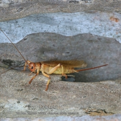 Gryllacrididae (family) (Unidentified Raspy Cricket) at Yatte Yattah, NSW - 7 Feb 2019 by CharlesDove