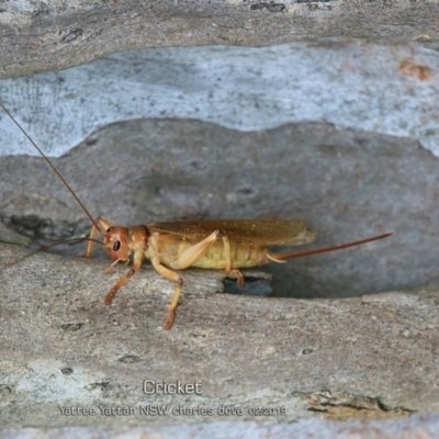 Gryllacrididae (family) (Wood, Raspy or Leaf Rolling Cricket) at Yatte Yattah, NSW - 8 Feb 2019 by CharlesDove