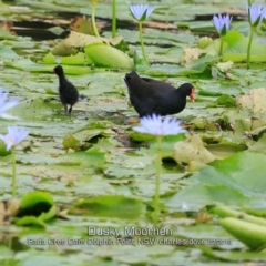 Gallinula tenebrosa (Dusky Moorhen) at Burrill Lake, NSW - 9 Feb 2019 by CharlesDove