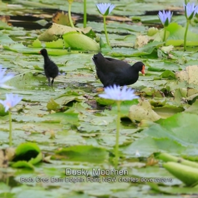 Gallinula tenebrosa (Dusky Moorhen) at Burrill Lake, NSW - 9 Feb 2019 by CharlesDove