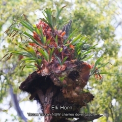 Platycerium bifurcatum (Elkhorn) at Yatte Yattah, NSW - 7 Feb 2019 by Charles Dove