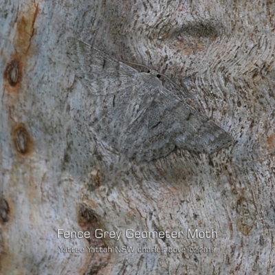 Crypsiphona ocultaria (Red-lined Looper Moth) at Yatte Yattah, NSW - 7 Feb 2019 by Charles Dove