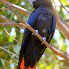 Calyptorhynchus lathami (Glossy Black-Cockatoo) at Ulladulla, NSW - 8 Feb 2019 by Charles Dove