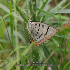 Jalmenus evagoras (Imperial Hairstreak) at Yatte Yattah, NSW - 7 Feb 2019 by Charles Dove