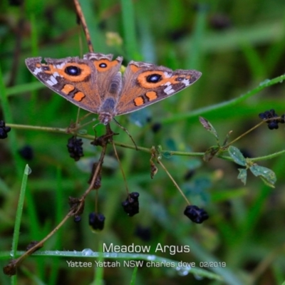 Junonia villida (Meadow Argus) at Yatte Yattah, NSW - 7 Feb 2019 by Charles Dove