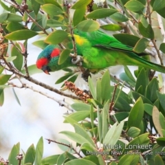 Glossopsitta concinna (Musk Lorikeet) at Mollymook, NSW - 10 Feb 2019 by CharlesDove