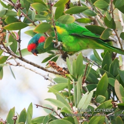 Glossopsitta concinna (Musk Lorikeet) at Mollymook, NSW - 10 Feb 2019 by CharlesDove