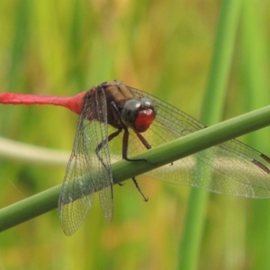 Orthetrum villosovittatum at Banks, ACT - 16 Feb 2019