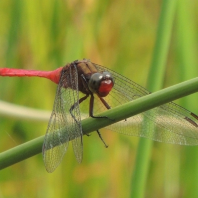 Orthetrum villosovittatum (Fiery Skimmer) at Banks, ACT - 16 Feb 2019 by MichaelBedingfield