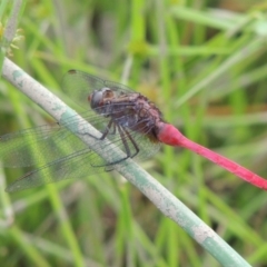 Orthetrum villosovittatum at Banks, ACT - 16 Feb 2019