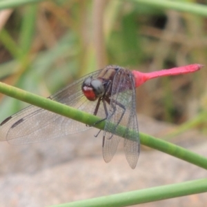 Orthetrum villosovittatum at Banks, ACT - 16 Feb 2019