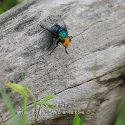 Amenia sp. (genus) (Yellow-headed Blowfly) at Yatte Yattah, NSW - 7 Feb 2019 by Charles Dove