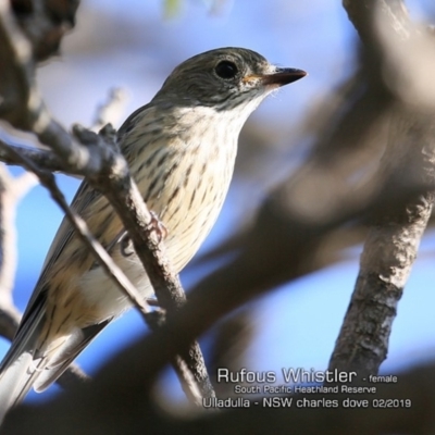 Pachycephala rufiventris (Rufous Whistler) at Ulladulla, NSW - 8 Feb 2019 by CharlesDove