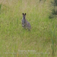 Notamacropus rufogriseus (Red-necked Wallaby) at Burrill Lake, NSW - 9 Feb 2019 by Charles Dove