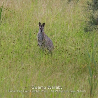 Notamacropus rufogriseus (Red-necked Wallaby) at Burrill Lake, NSW - 10 Feb 2019 by CharlesDove