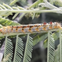 Acyphas semiochrea (Omnivorous Tussock Moth) at Latham, ACT - 15 Feb 2019 by Alison Milton