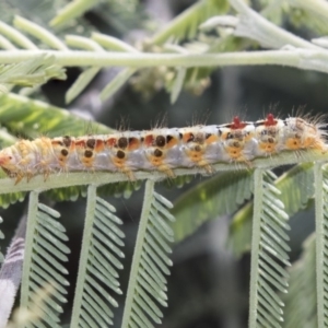 Acyphas semiochrea at Latham, ACT - 15 Feb 2019