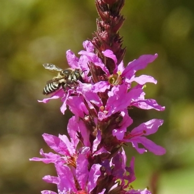 Megachile (Eutricharaea) sp. (genus & subgenus) (Leaf-cutter Bee) at Acton, ACT - 15 Feb 2019 by RodDeb