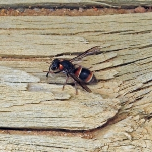 Eumeninae (subfamily) at Fyshwick, ACT - 16 Feb 2019 11:56 AM