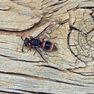 Eumeninae (subfamily) at Fyshwick, ACT - 16 Feb 2019 11:56 AM