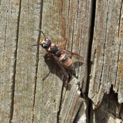 Eumeninae (subfamily) at Fyshwick, ACT - 16 Feb 2019 11:56 AM