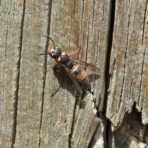 Eumeninae (subfamily) at Fyshwick, ACT - 16 Feb 2019