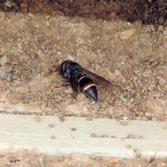 Eumeninae (subfamily) at Fyshwick, ACT - 16 Feb 2019 11:56 AM