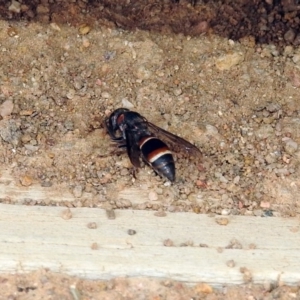 Eumeninae (subfamily) at Fyshwick, ACT - 16 Feb 2019 11:56 AM