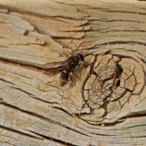 Eumeninae (subfamily) at Fyshwick, ACT - 16 Feb 2019 11:56 AM