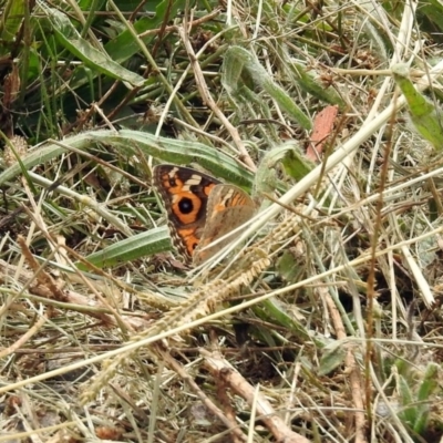 Junonia villida (Meadow Argus) at Fyshwick, ACT - 16 Feb 2019 by RodDeb