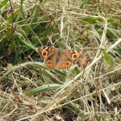 Junonia villida at Fyshwick, ACT - 16 Feb 2019