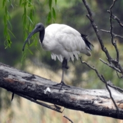 Threskiornis molucca (Australian White Ibis) at Fyshwick, ACT - 16 Feb 2019 by RodDeb