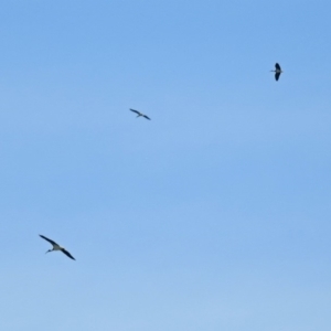 Threskiornis spinicollis at Fyshwick Sewerage Treatment Plant - 16 Feb 2019