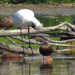 Spatula rhynchotis at Fyshwick, ACT - 16 Feb 2019