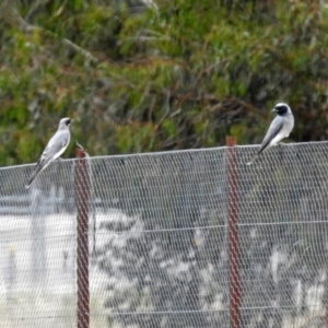 Coracina novaehollandiae at Fyshwick, ACT - 16 Feb 2019