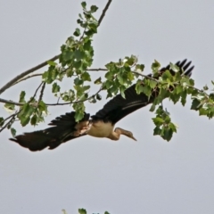 Anhinga novaehollandiae (Australasian Darter) at Fyshwick, ACT - 16 Feb 2019 by RodDeb