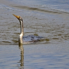 Anhinga novaehollandiae at Fyshwick, ACT - 16 Feb 2019 11:16 AM