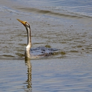 Anhinga novaehollandiae at Fyshwick, ACT - 16 Feb 2019