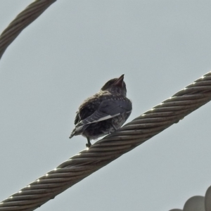 Artamus cyanopterus at Fyshwick, ACT - 16 Feb 2019 12:44 PM